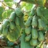 Jumbo Hardy Kiwi -Plant Discount Store httpraintreenursery.netph430 031