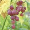 Hungarian Seedless Grape -Plant Discount Store httpraintreenursery.netphungarian grape2