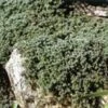 Woolly Thyme 1 Woolly Thyme -Plant Discount Store httpraintreenursery.netpl520 01