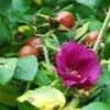 Scabrosa Rose -Plant Discount Store httpraintreenursery.netpl680 01