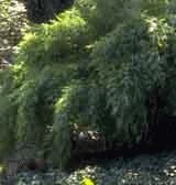 Fargesia Muriale Bamboo