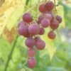 Hungarian Seedless Grape -Plant Discount Store hungarianlarge