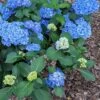 Double Down® Hydrangea -Plant Discount Store hydd
