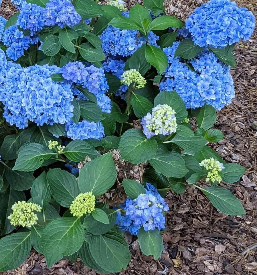 Double Down® Hydrangea 2 Double Down® Hydrangea