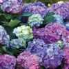 L.A. Dreamin’® Hydrangea 1 L.A. Dreamin’® Hydrangea -Plant Discount Store hylad