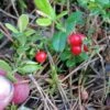 Ida Lingonberry -Plant Discount Store ida lingonberry 1 1