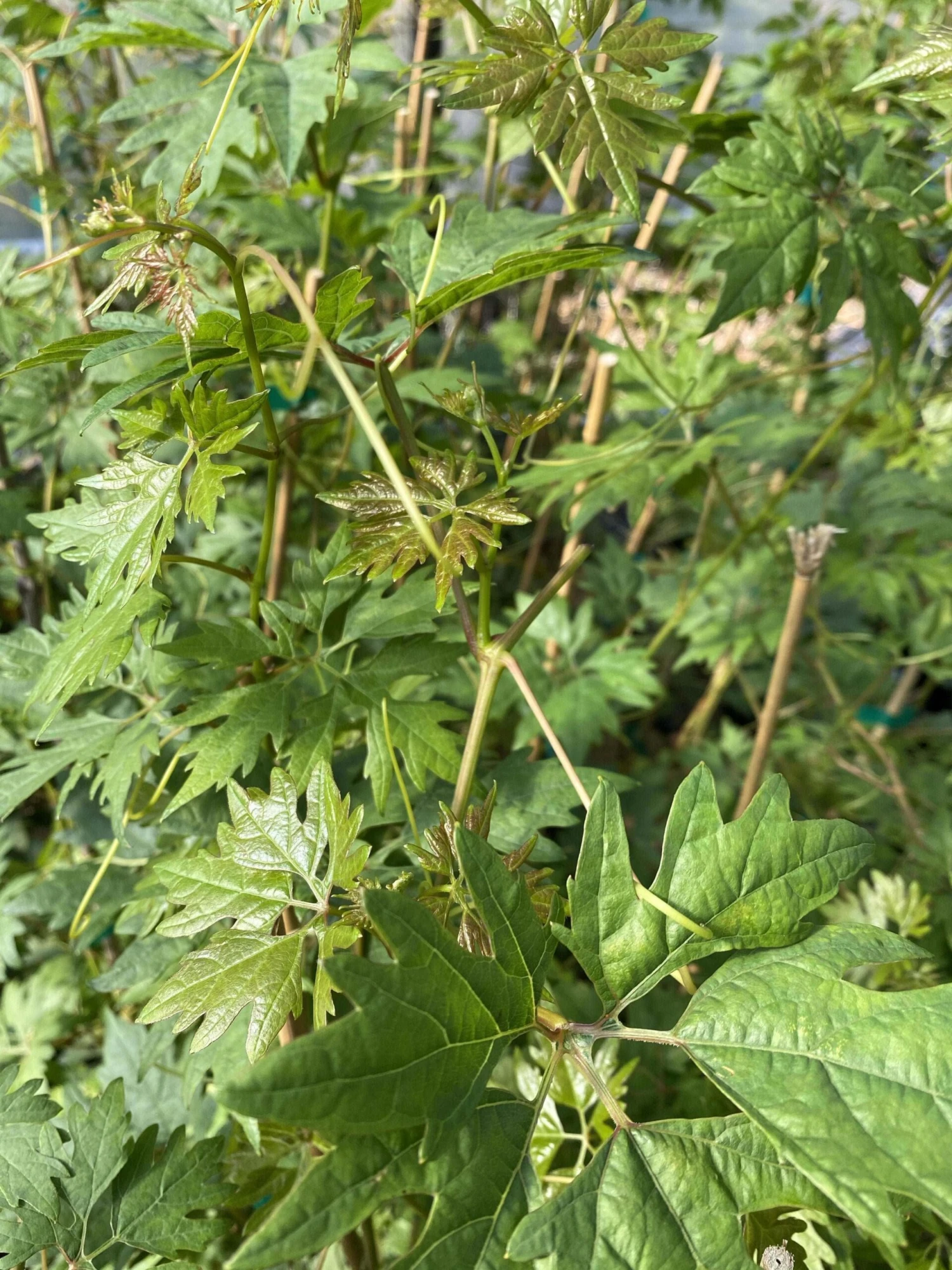 Sweet Lace Grape 3 Sweet Lace Grape