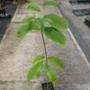 Paw Paw Seedling -Plant Discount Store image 434bcac6 72da 4bd1 89d2 96c65a02b894 1