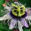 Possum Purple Passiflora 1 Possum Purple Passiflora -Plant Discount Store image 508cc5f3 ad6c 4cb8 b425 9978e87a8026 1