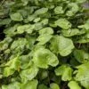 Mazuma Wasabi -Plant Discount Store image 7c578e09 87d4 4fa1 afb7 d5851b007304 1