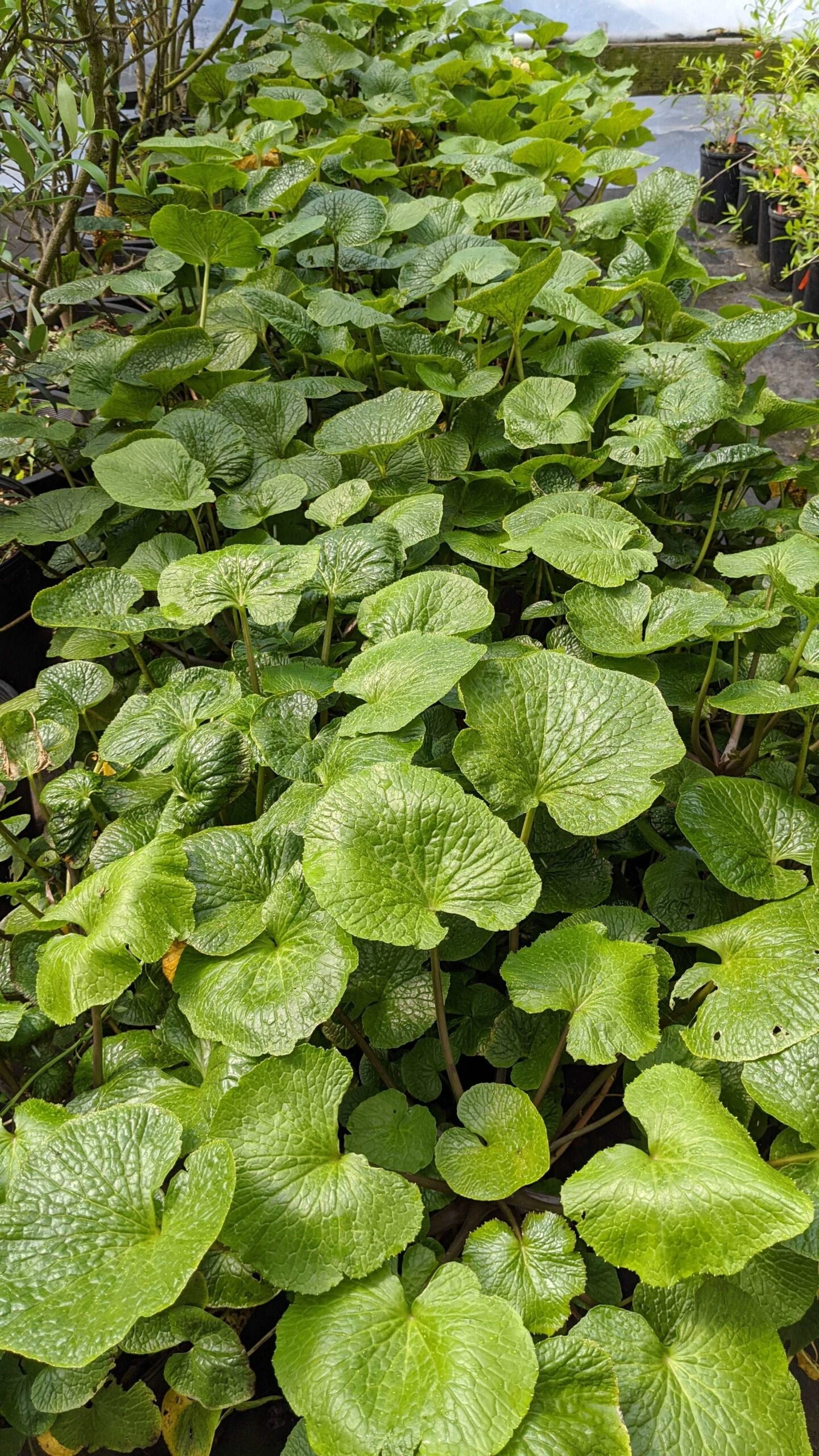 Mazuma Wasabi 3 Mazuma Wasabi