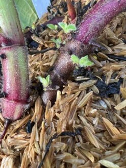 Purple Yacon 7 Purple Yacon -Plant Discount Store image 82187f30 873f 47de 989e 30847d731294 3 1