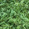 Fargesia Nitida Bamboo
