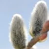 Japanese Pussywillow -Plant Discount Store japanese pussy willow
