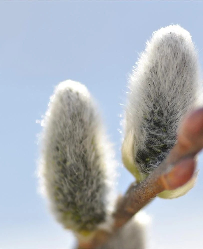 Japanese Pussywillow 3 Japanese Pussywillow