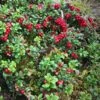 Koralle Lingonberry -Plant Discount Store koralle lingonberry 1 1