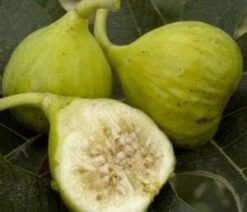 Plant Discount Store -Plant Discount Store lattarula fig