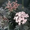 Laced Up® Elderberry -Plant Discount Store luedler