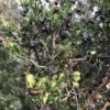 Luma (Chilean Myrtle Berry) -Plant Discount Store luma 1