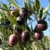 Manzanillo Olive -Plant Discount Store olivemanzillow