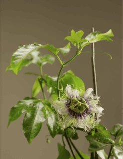 Frederick Passiflora