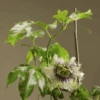 Frederick Passiflora -Plant Discount Store passiflora