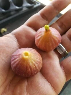 Plant Discount Store -Plant Discount Store primaryLittleRuby