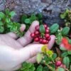 Red Pearl Lingonberry -Plant Discount Store red pearl lingonberry 1