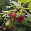 Red Jostaberry 2 Red Jostaberry -Plant Discount Store redjosta