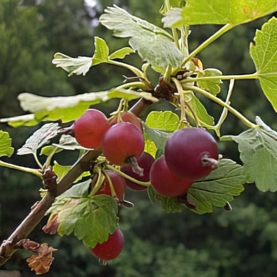 Red Jostaberry 3 Red Jostaberry