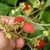 Regina Alpine Strawberry -Plant Discount Store regina 1