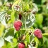 Rosanna Red Raspberry -Plant Discount Store rosanna red raspberry 1