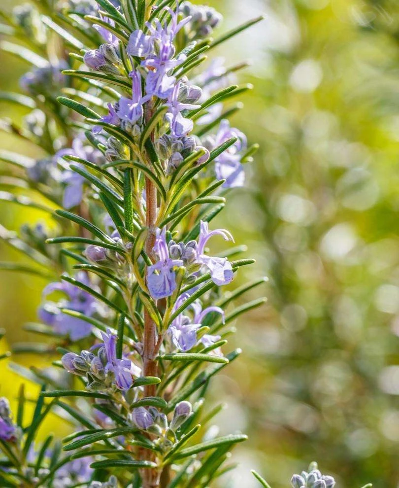 Arp Rosemary 3 Arp Rosemary