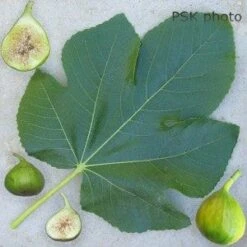 Lattarula Fig 7 Lattarula Fig -Plant Discount Store secondaryLattarula
