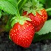 Holiday Strawberry -Plant Discount Store shutterstock 104995331 1
