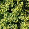Willamette Hops -Plant Discount Store shutterstock 113807377 1