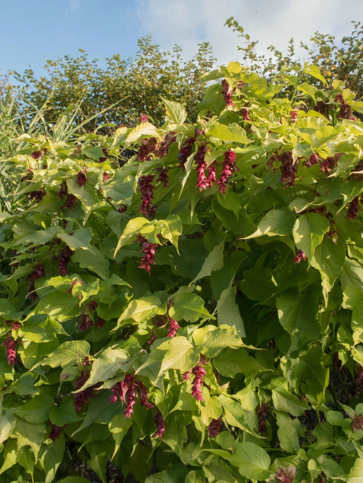 Golden Lanterns 3 Golden Lanterns