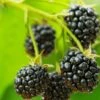 Cascade Trailing Blackberry -Plant Discount Store shutterstock 150412592 1