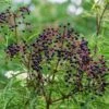 York Elderberry -Plant Discount Store shutterstock 1510672694 1 1