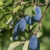Blue Bird Honeyberry -Plant Discount Store shutterstock 1665935902 1