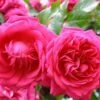 Rosarium Uetersen Climbing Rose 2 Rosarium Uetersen Climbing Rose -Plant Discount Store shutterstock 1769054966 1