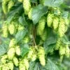 Tettnang Hops 2 Tettnang Hops -Plant Discount Store shutterstock 458723932 1