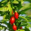 Phoenix Tears Goji Berry 2 Phoenix Tears Goji Berry -Plant Discount Store shutterstock 87391118 1 1