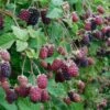 Marionberry -Plant Discount Store shutterstock image 4 1 1 1