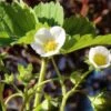 Male Musk Strawberry 1 Male Musk Strawberry -Plant Discount Store shutterstock 1025150605 1