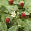 Wild Strawberry -Plant Discount Store shutterstock 104055983 1 1