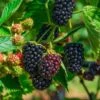 Columbia Sunrise Thornless Blackberry -Plant Discount Store shutterstock 1137185042