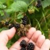 Wild Treasure Thornless Trailing Blackberry -Plant Discount Store shutterstock 1165079023 1