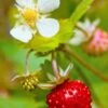 Profumata Musk Strawberry -Plant Discount Store shutterstock 31985767 1