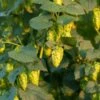 Sterling Hops -Plant Discount Store shutterstock 546436663 1